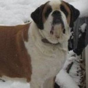 Meet your Posher, Chandra